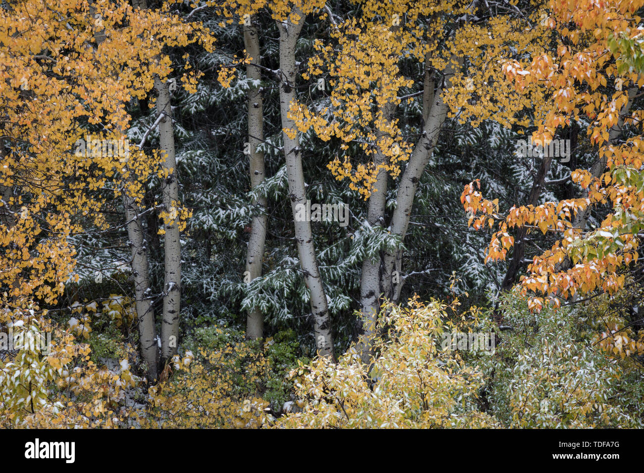 Dettagli di un albero, vicino, Waterton Lakes Nationalpark, Alberta, Canada Foto Stock