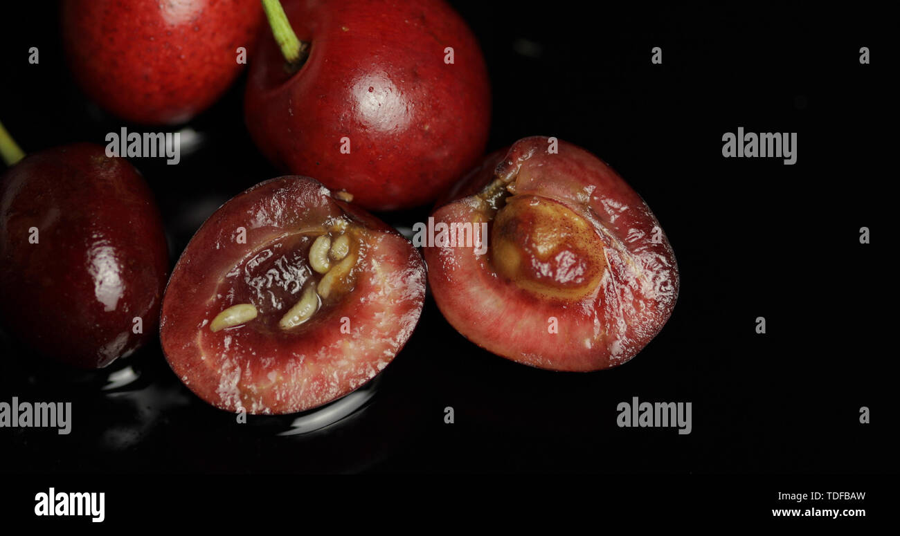 Fruit fly larva immagini e fotografie stock ad alta risoluzione - Alamy