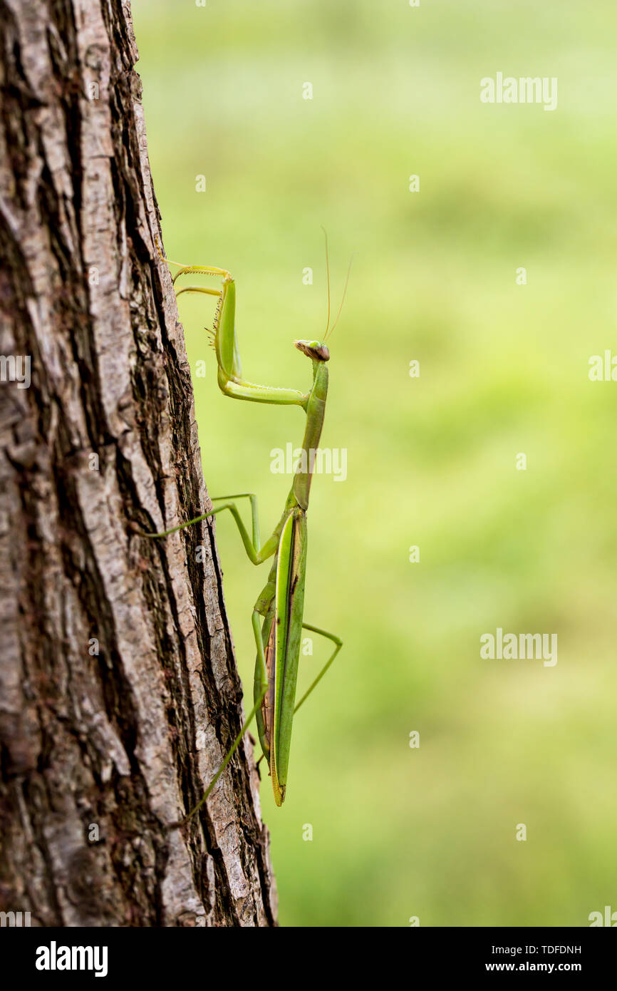Mantis. Foto Stock