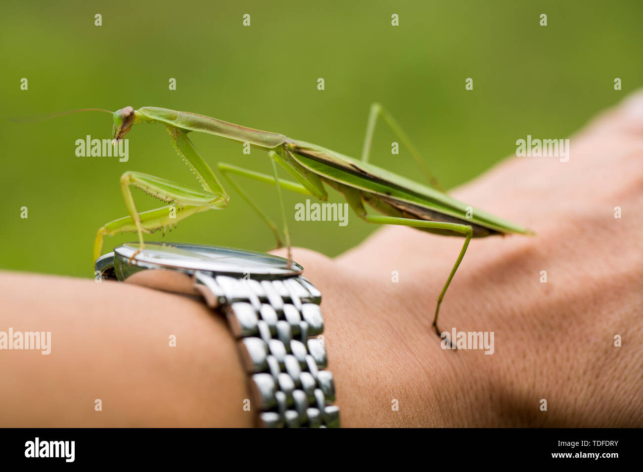 Mantis. Foto Stock