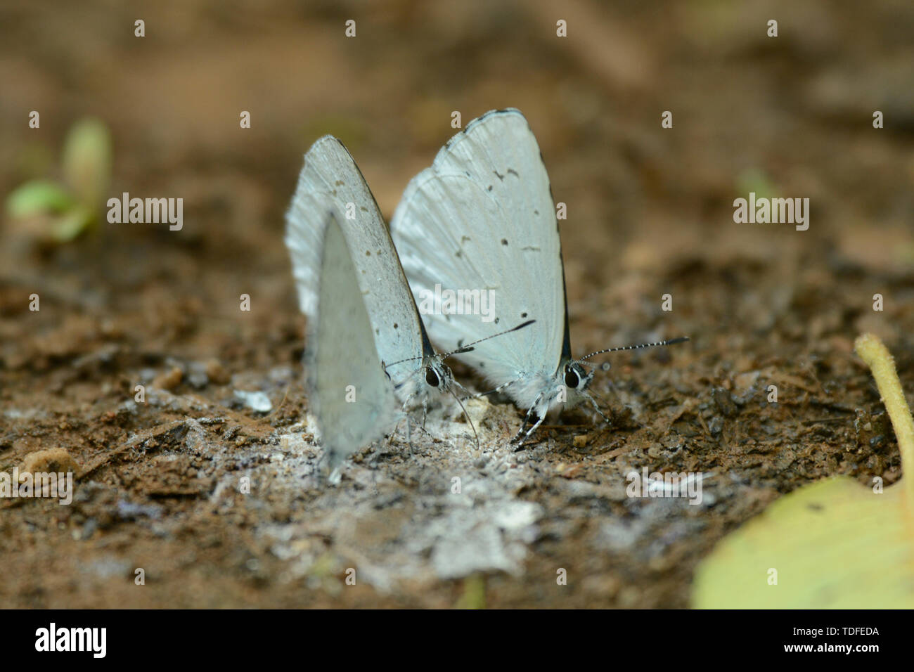 Farfalle leccare il cibo sul terreno Foto Stock