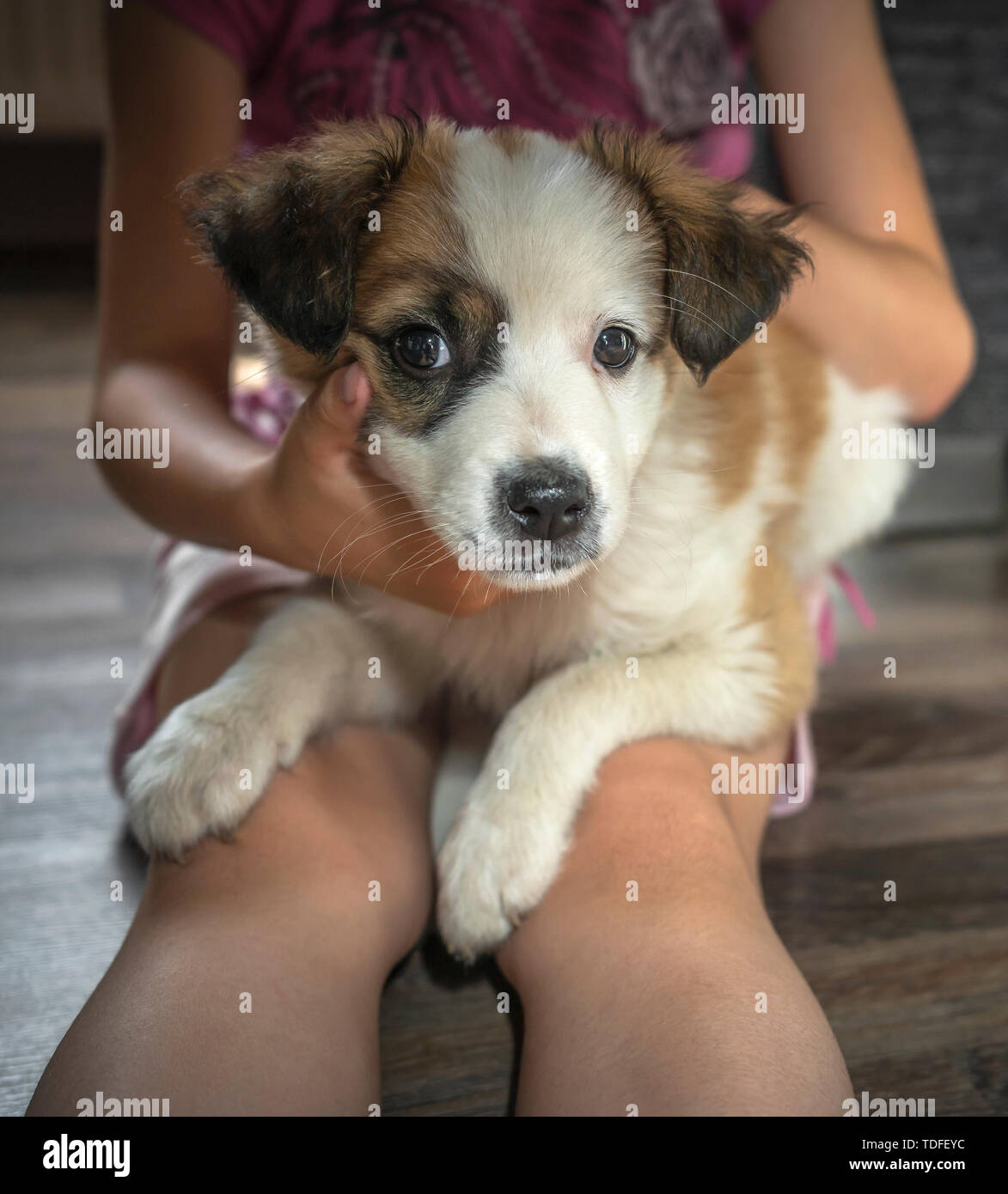 La bambina si siede sul pavimento e contiene un piccolo cane in grembo Foto Stock
