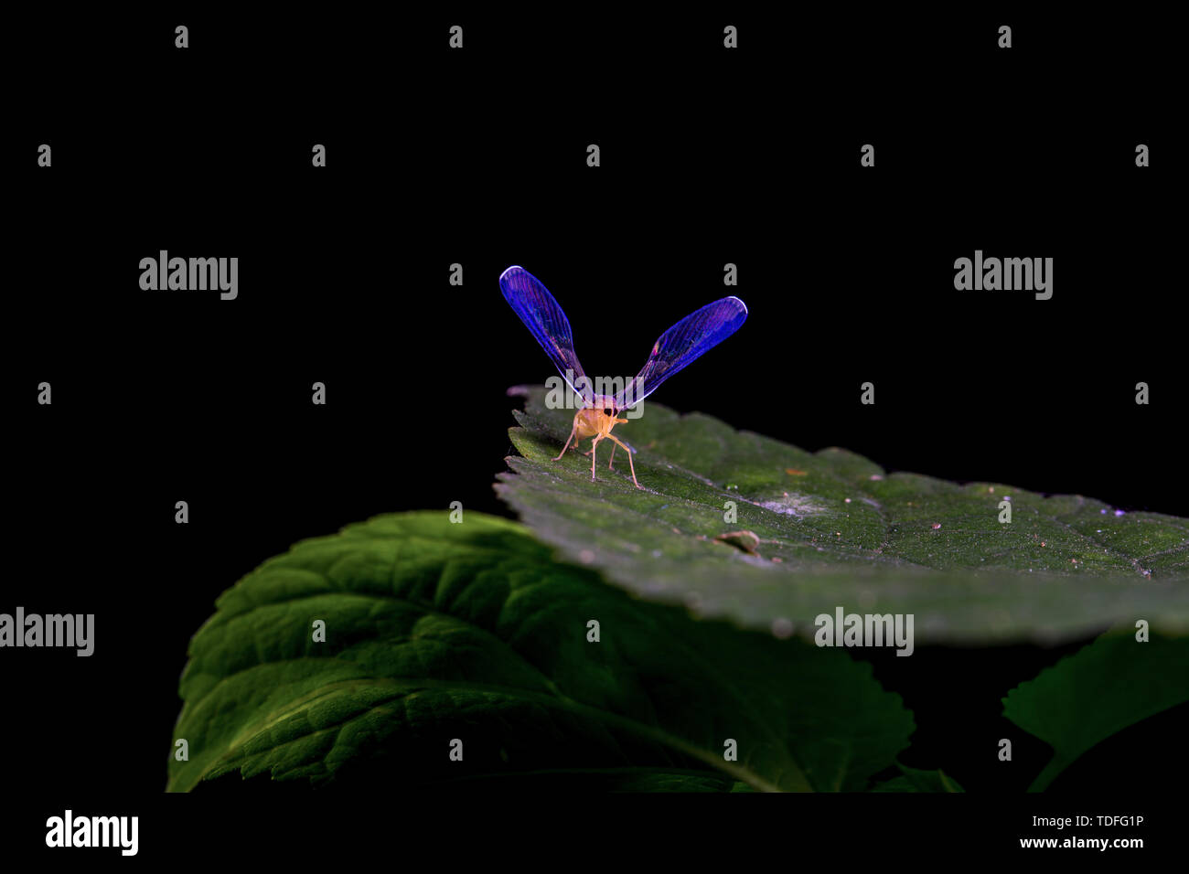 Maglia a manica lunga cicala di cera Foto Stock