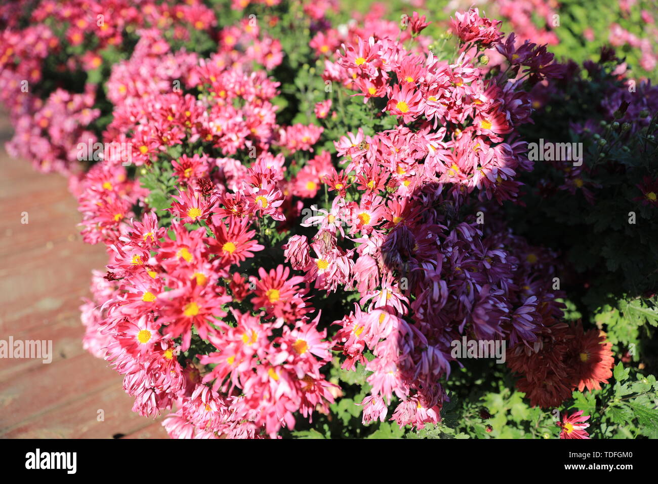 Fiore ed erba Foto Stock