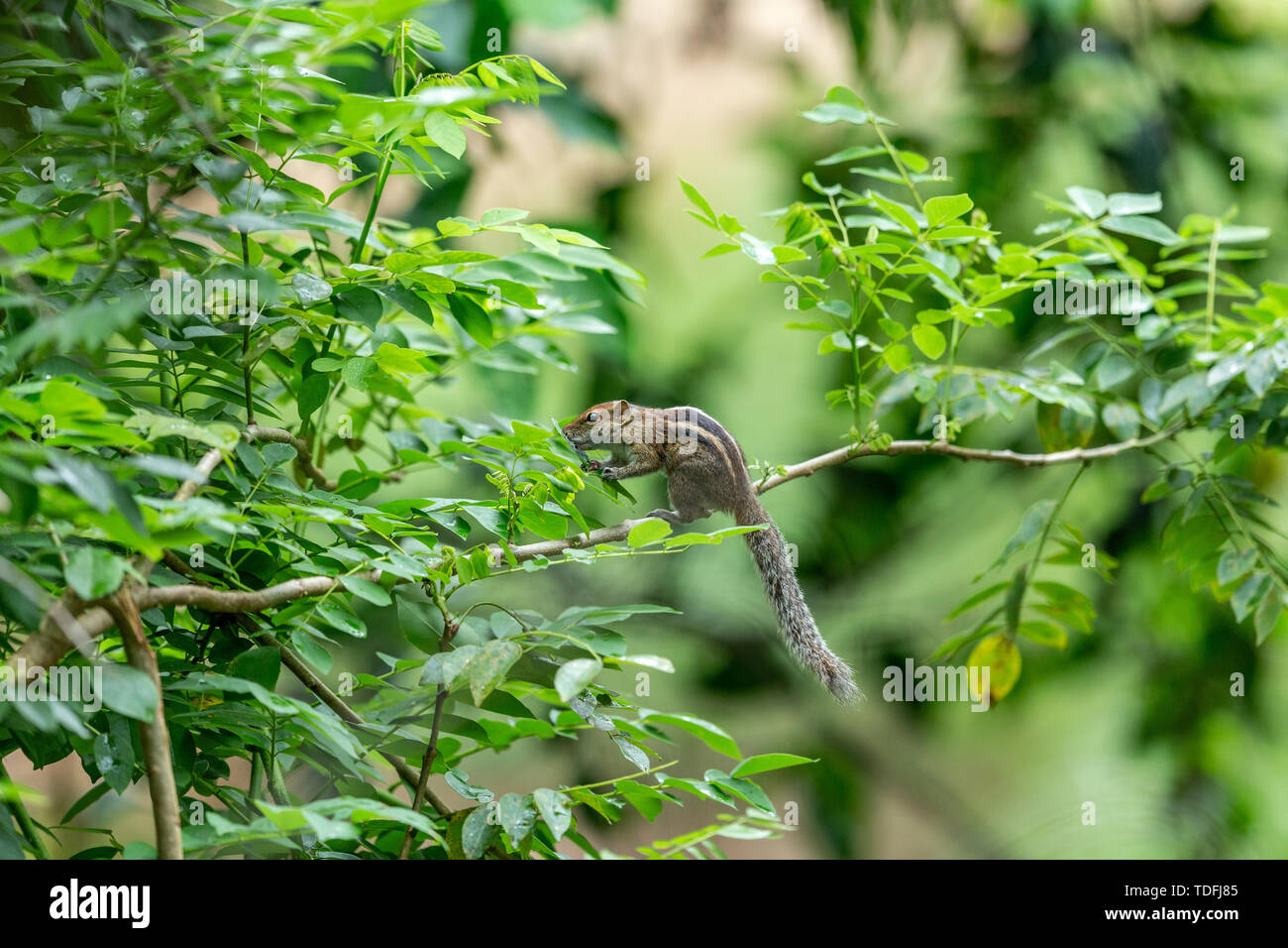 Un Scoiattolo striado salendo su un ramo. Foto Stock