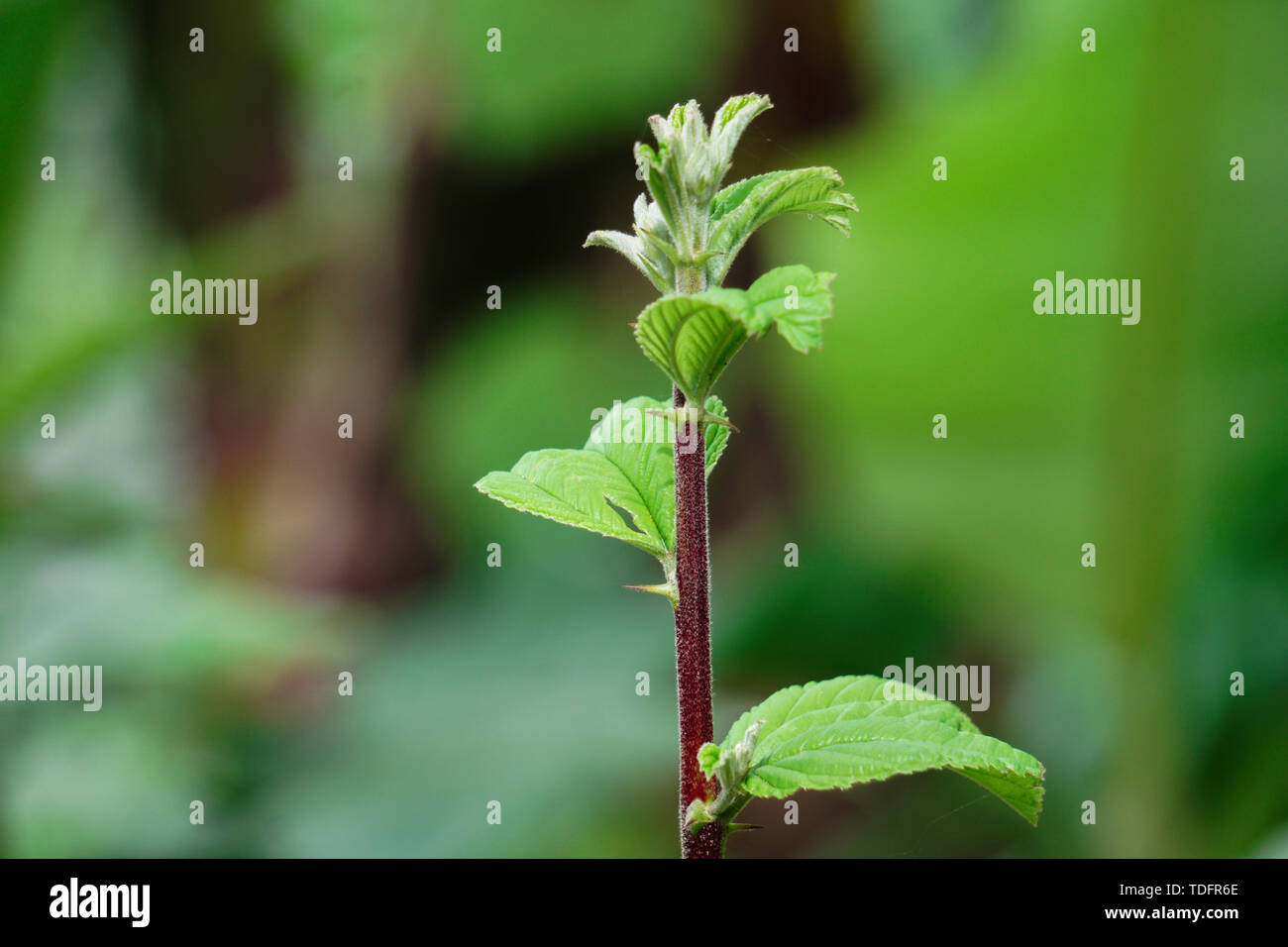 Ziziphus mauritiana, noto anche come data di cinesi, Cina apple, jujube, Indiano susino, jujube indiano, coltivazione di piante Foto Stock