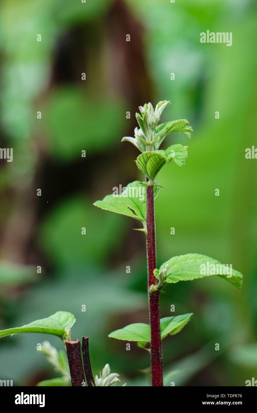 Ziziphus Mauritania, noto anche come data di cinesi, Cina apple, jujube, Indiano prugna, jujube indiano, coltivazione di piante Foto Stock