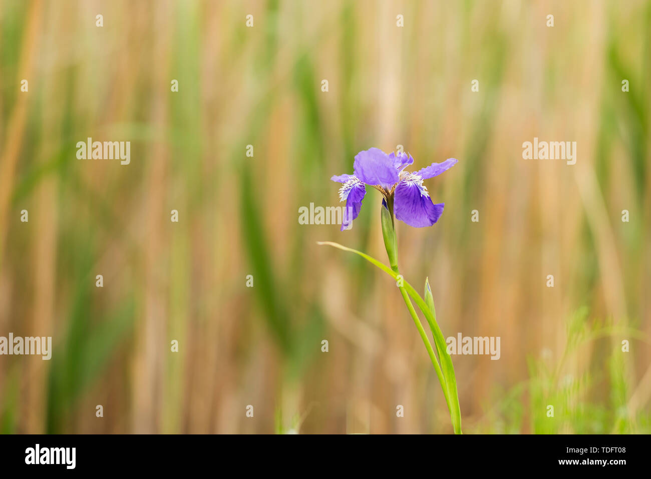 Un trillo di fioritura di coda. Foto Stock