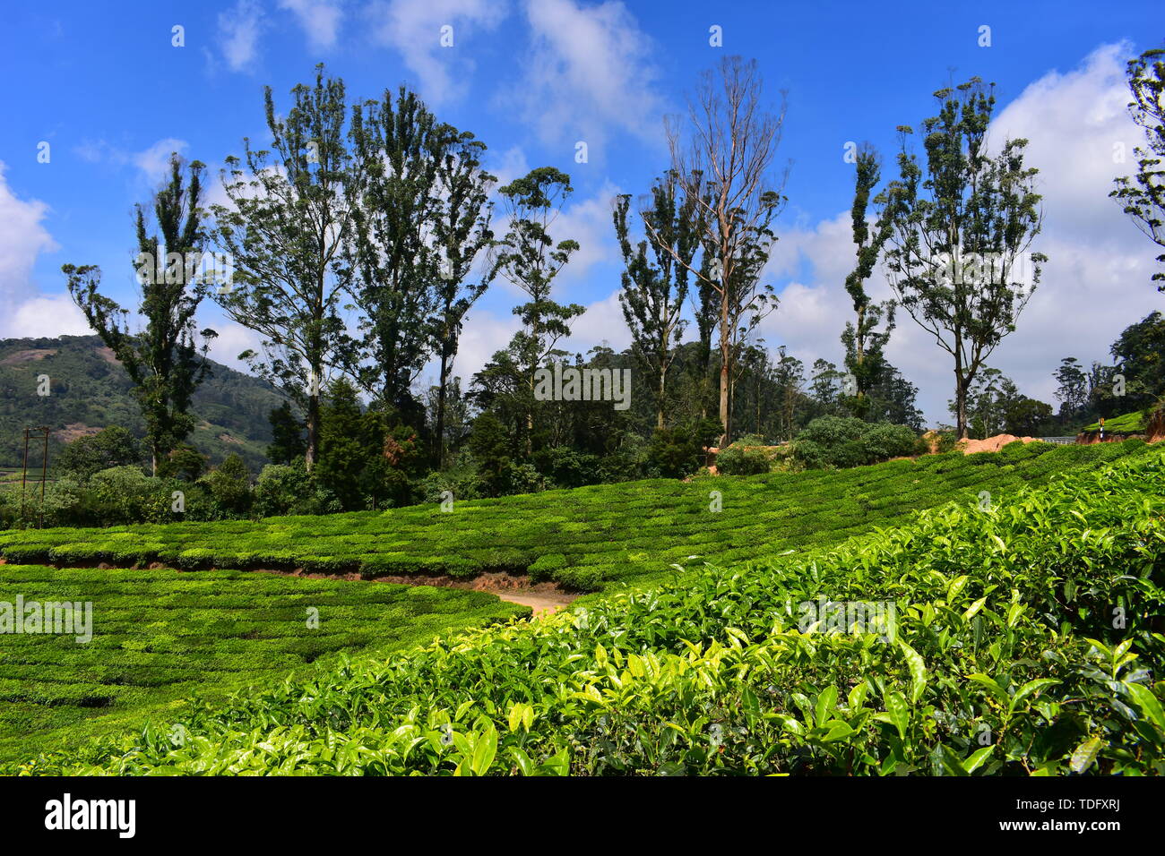 Meghamalai alte montagne ondulate - Il paradiso nascosto Foto Stock