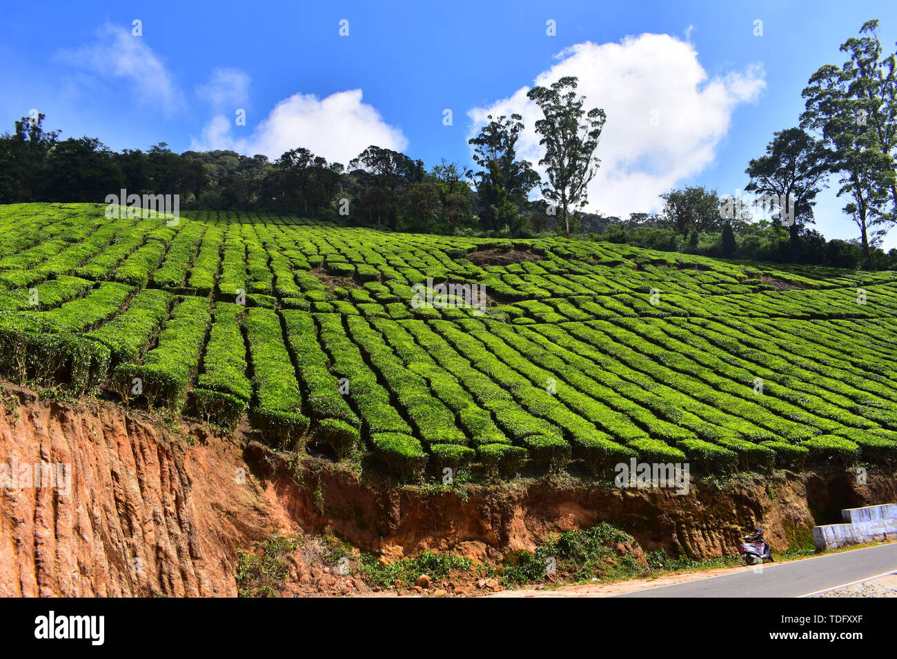 Meghamalai alte montagne ondulate - Il paradiso nascosto Foto Stock