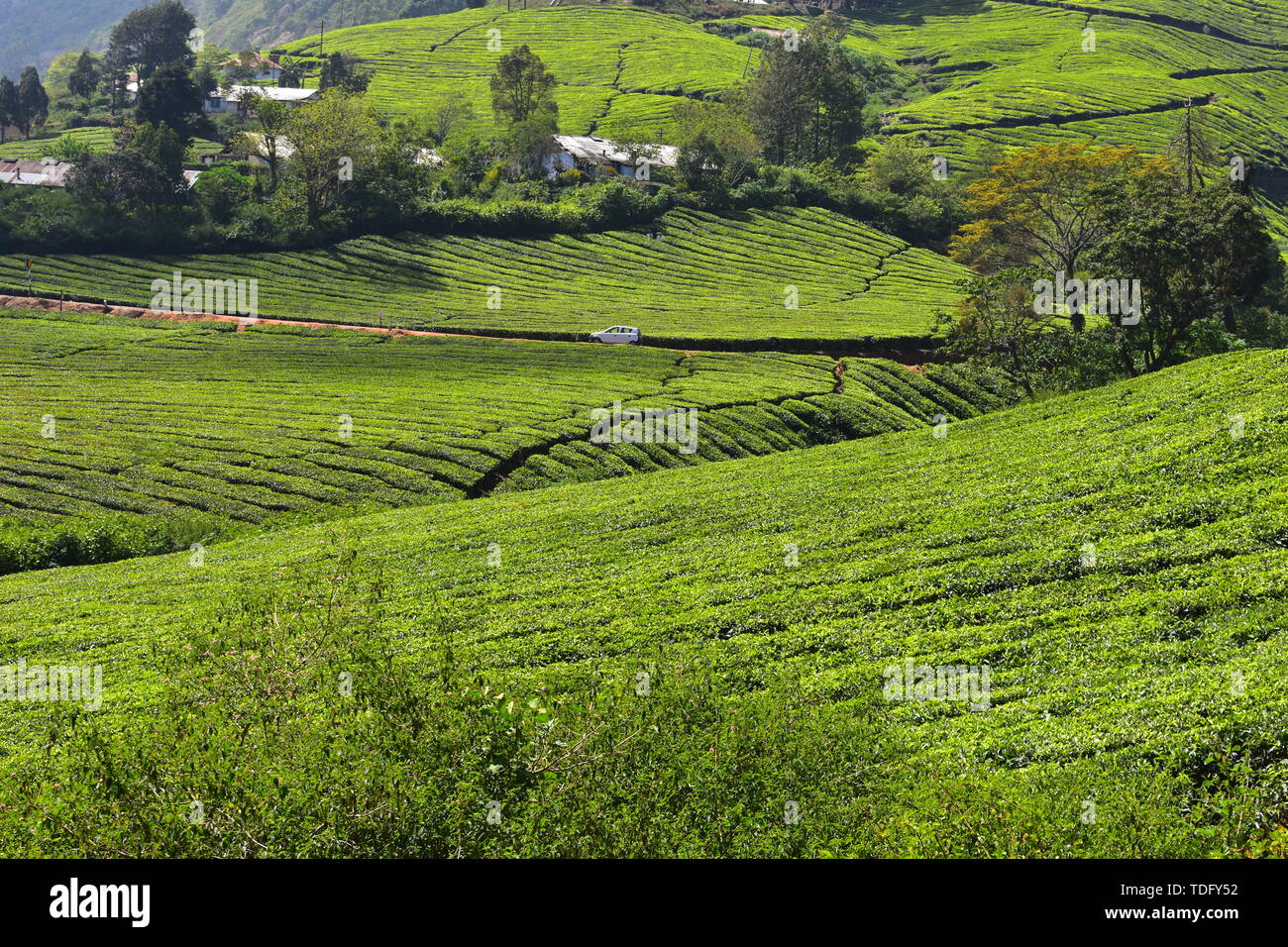 Meghamalai alte montagne ondulate - Il paradiso nascosto Foto Stock