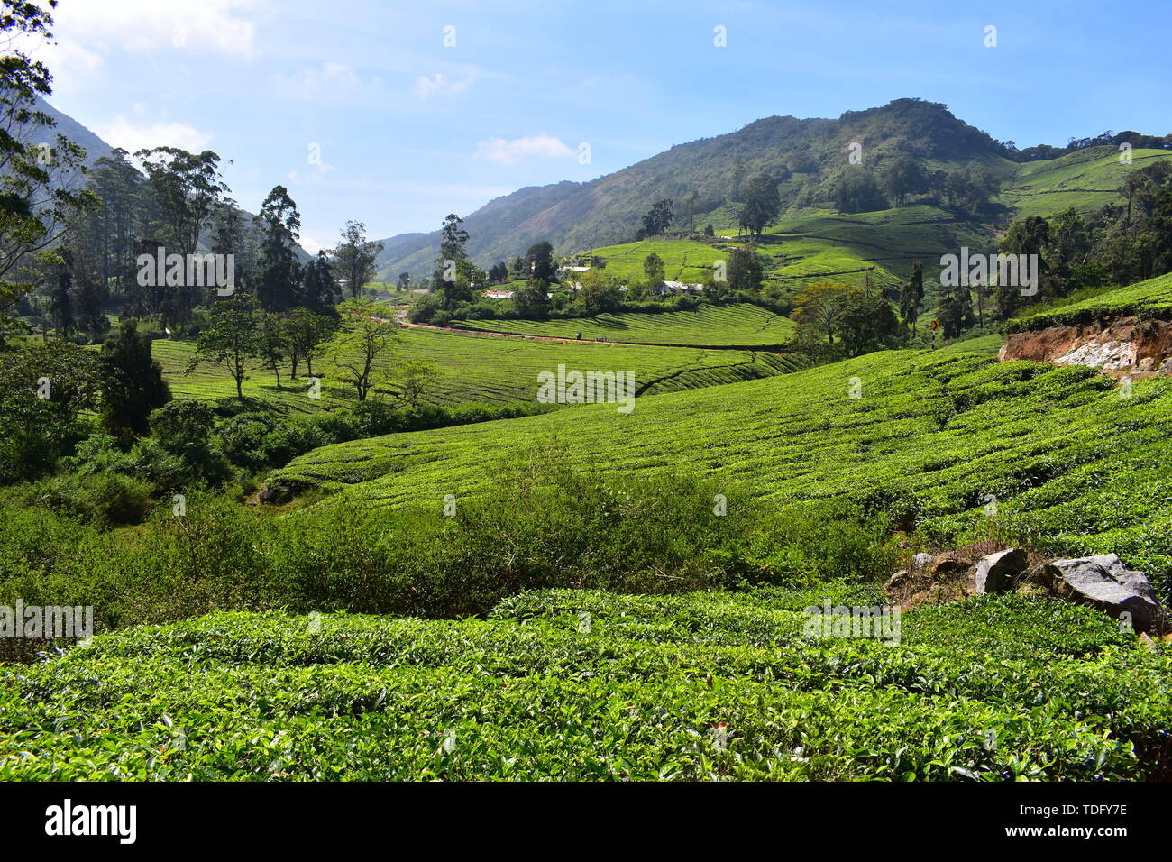 Meghamalai alte montagne ondulate - Il paradiso nascosto Foto Stock