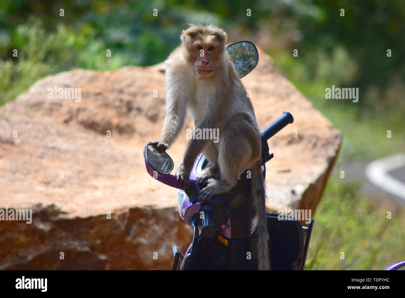 Monkey seduto su una moto in colline Meghamalai Tamil Nadu Foto Stock