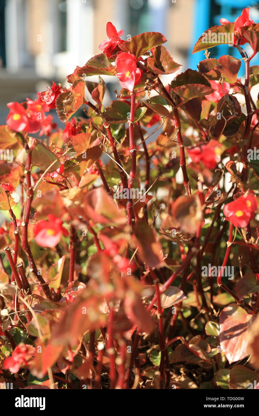 Fiore ed erba Foto Stock