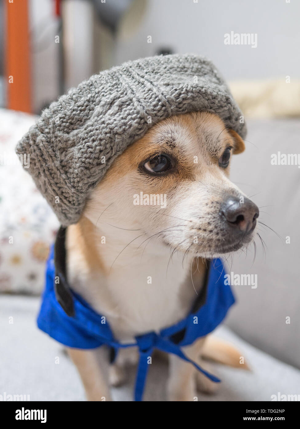 Cani e cuccioli di indossare cappelli e vestiti Foto stock - Alamy