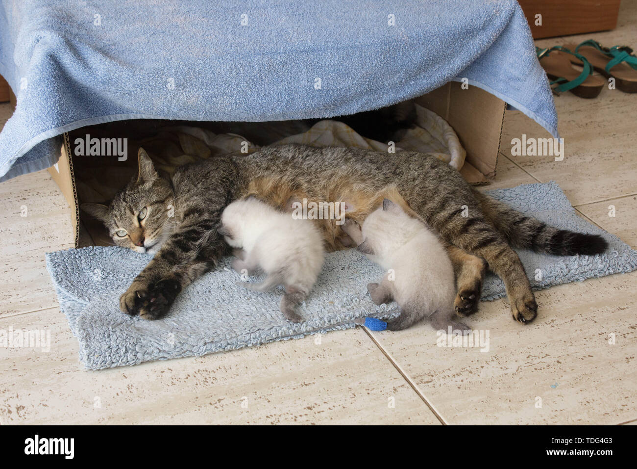 Bellissimo il gatto domestico con Neonato Neonati Gattini siamese gattini dormono nella casa di cartone box. Foto Stock