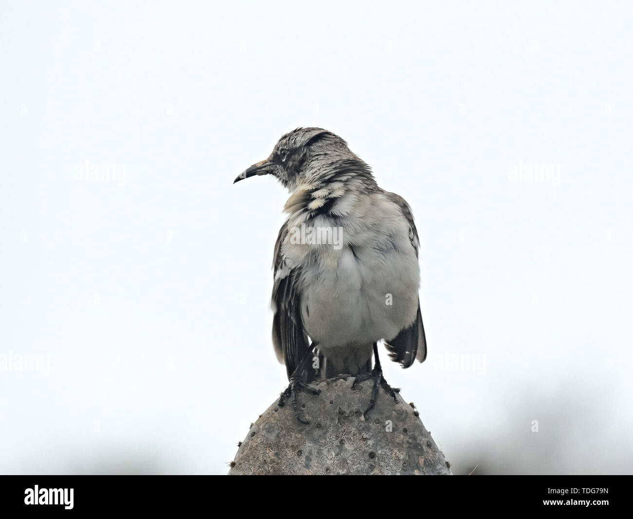 Close up di un preening mockingbird su isla genovesa nelle isole Galapagos Foto Stock