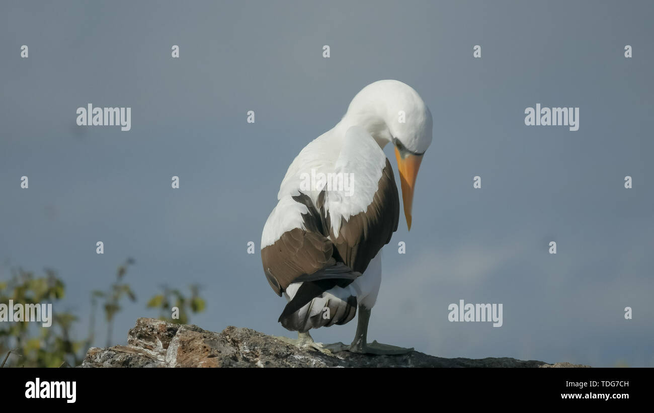 Nazca booby preening sua torna su isla espanola nelle isole galalagos, Ecuador Foto Stock