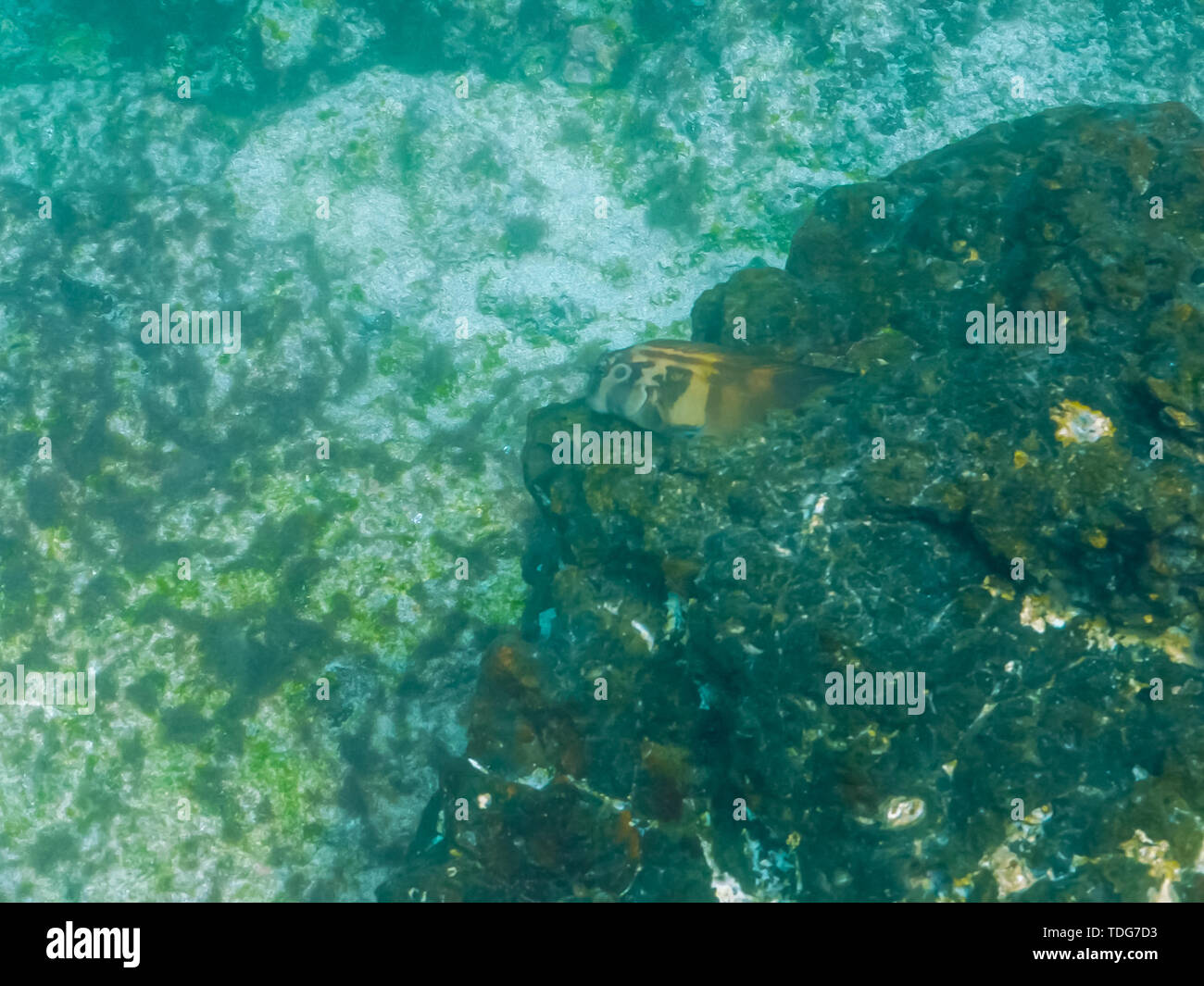 Riprese subacquee di un panamic fanged bavose a isla bartolome nelle isole Galapagos, Ecuador Foto Stock