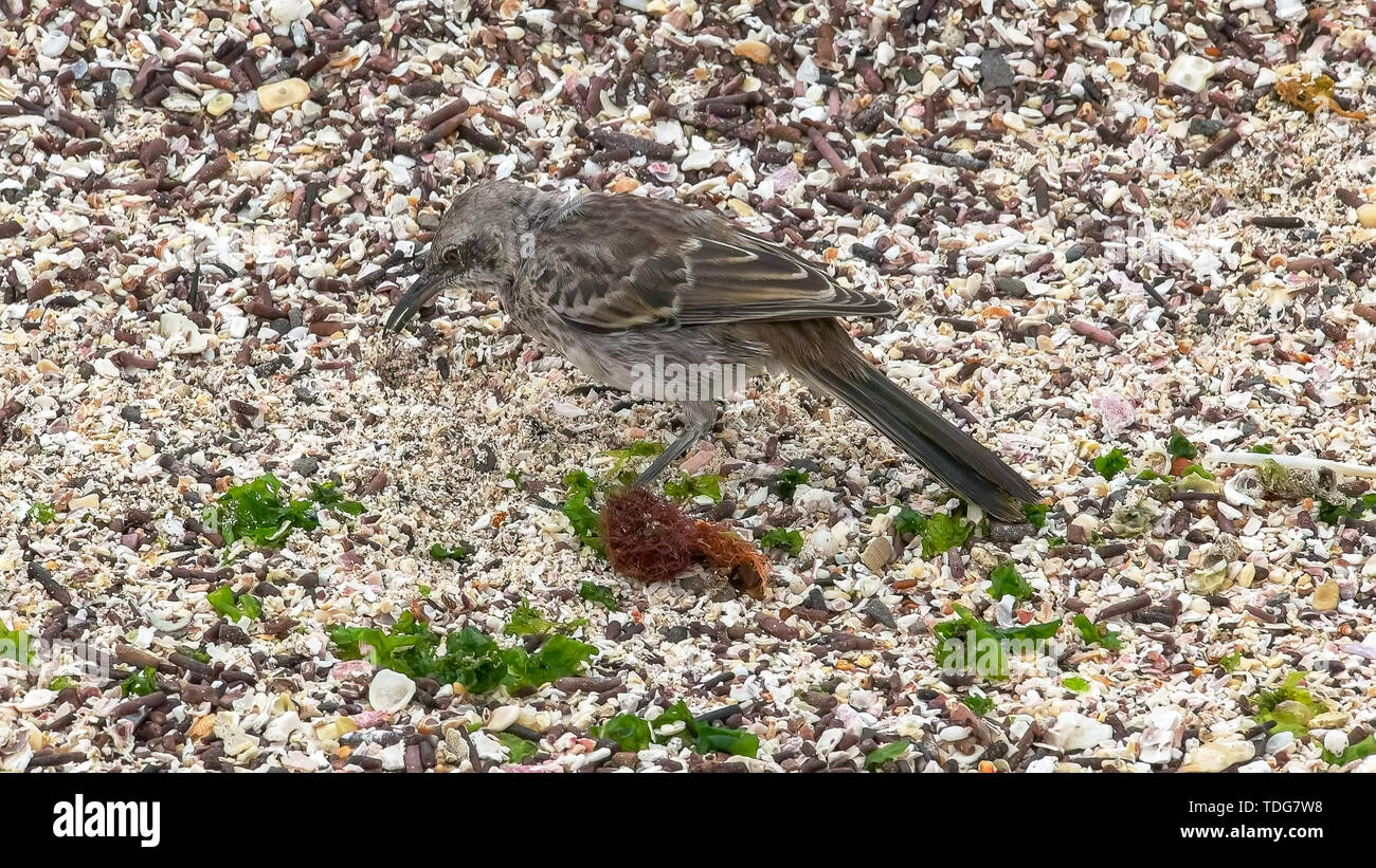 Un mockingbird cerca cibo su isla espanola nelle isole Galapagos, Ecuador Foto Stock