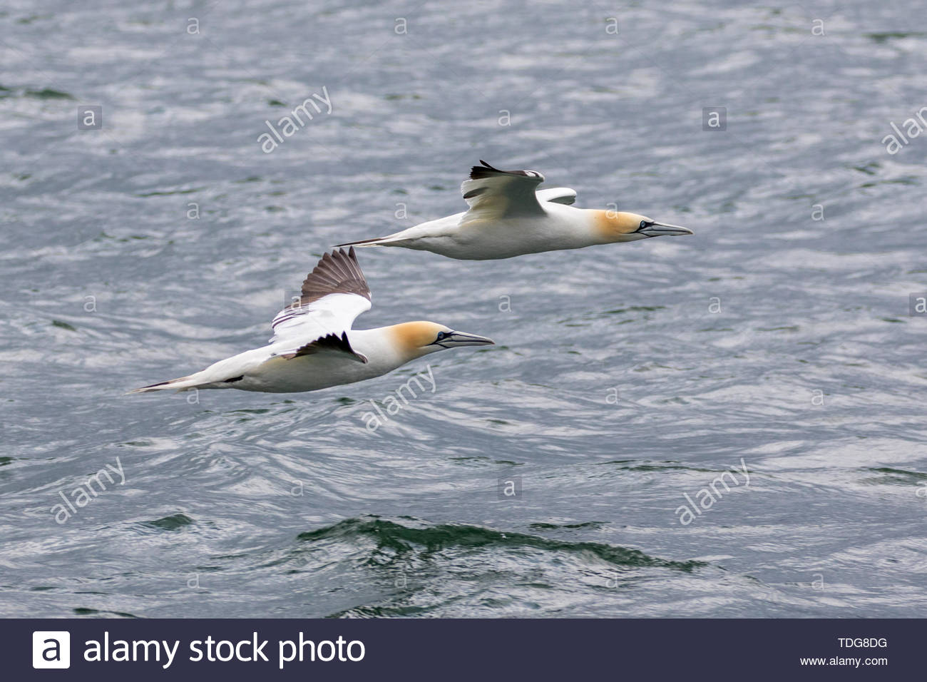 Una coppia di (Nord) sule battenti appena al di sopra del mare a Bempton, East Yorkshire, Regno Unito Foto Stock