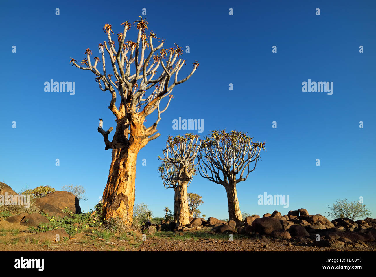 Il paesaggio del deserto con alberi faretra (Aloe dichotoma) contro un cielo blu chiaro, Namibia Foto Stock