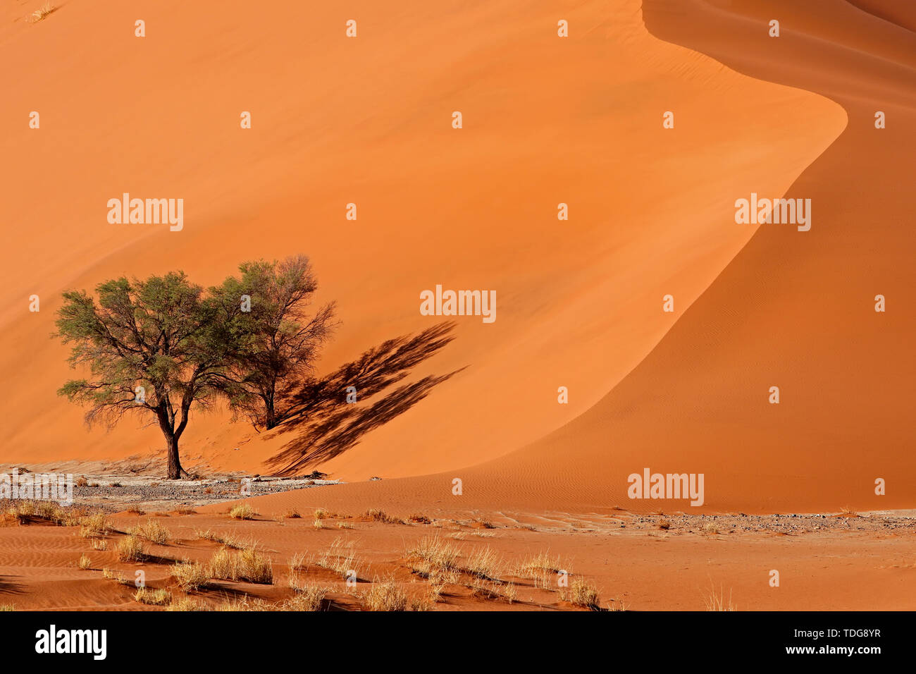 Rosso grande duna di sabbia con Thorn trees, Sossusvlei, Namib Desert, Namibia Foto Stock
