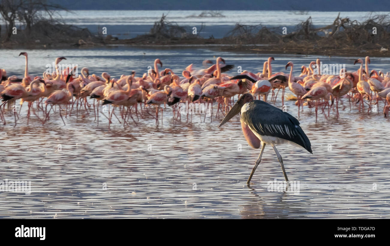 Una marabou stork camminare tra i fenicotteri minore presso il lago bogoria in Kenya Foto Stock