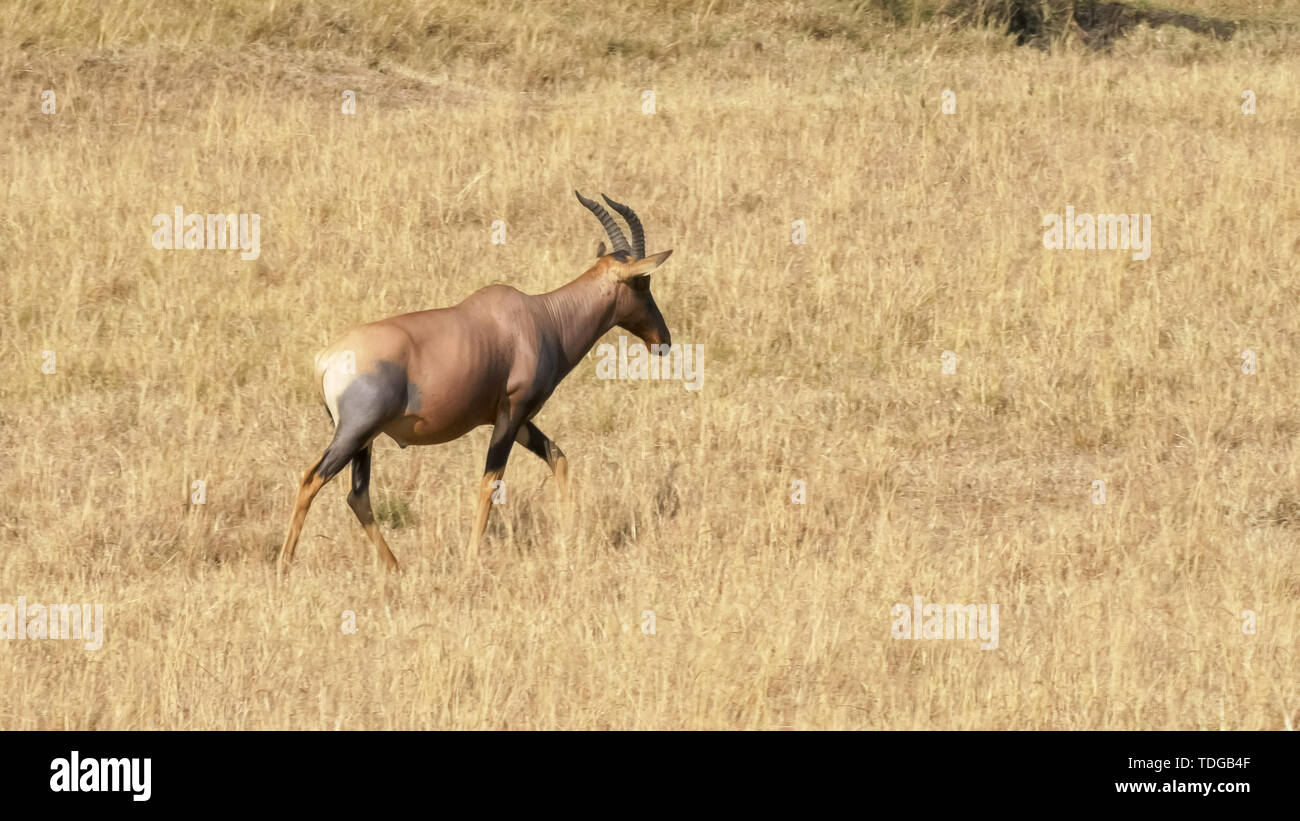 A topi antelope camminando nel masai Mara, Kenya Foto Stock