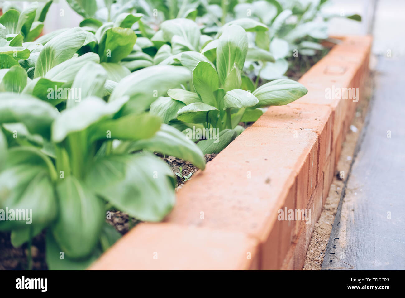 Baby bok choi cavolo cinese cresce in organico farm vegetale Foto Stock