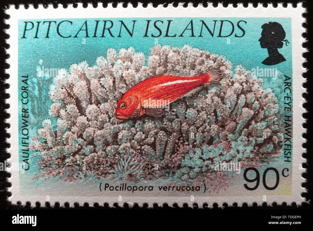 Una macro immagine di un commemorative Isole Pitcairn 90c 1994 coralli timbro Foto Stock