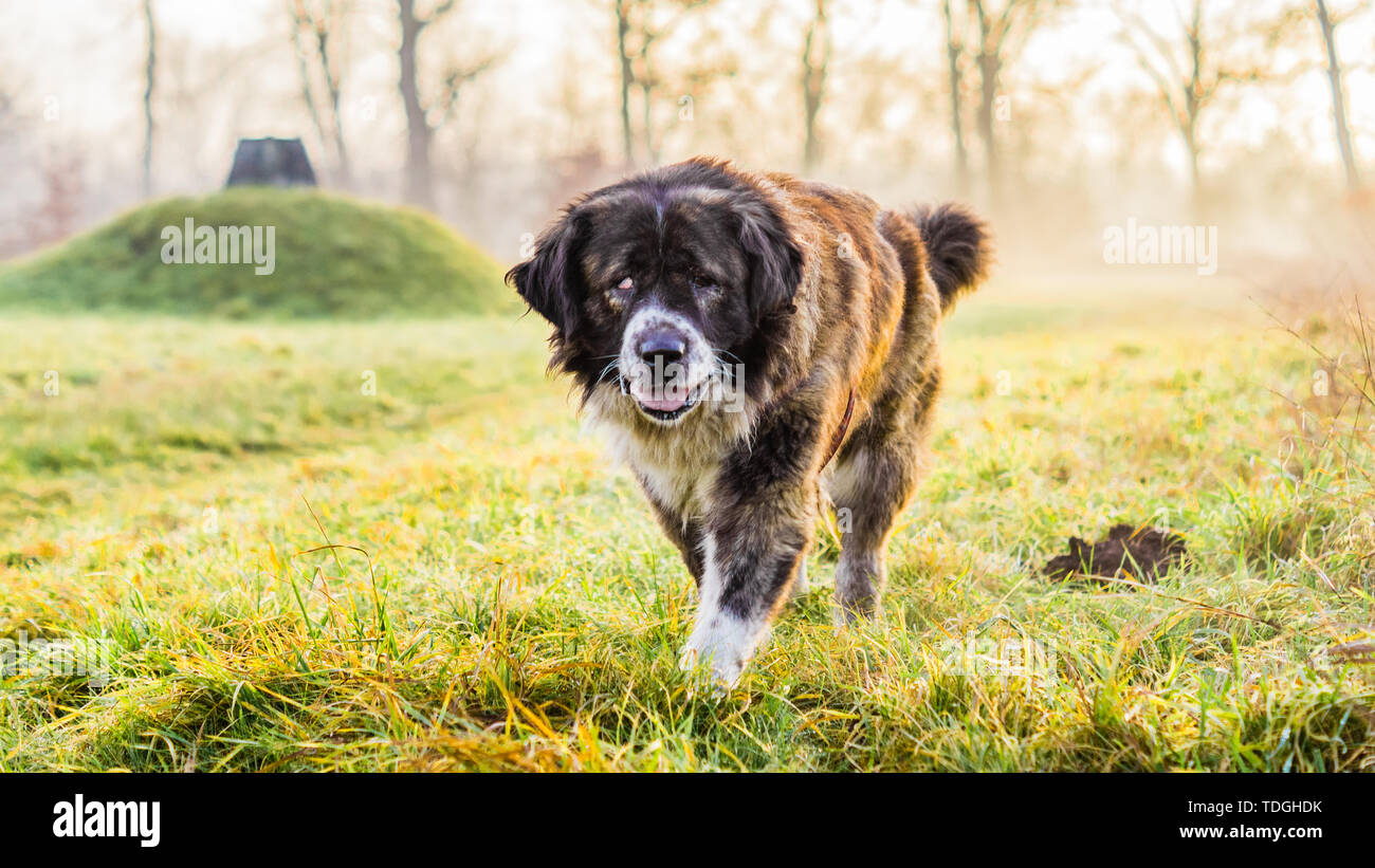 Pastore del Caucaso cane nel campo con erba verde Foto Stock