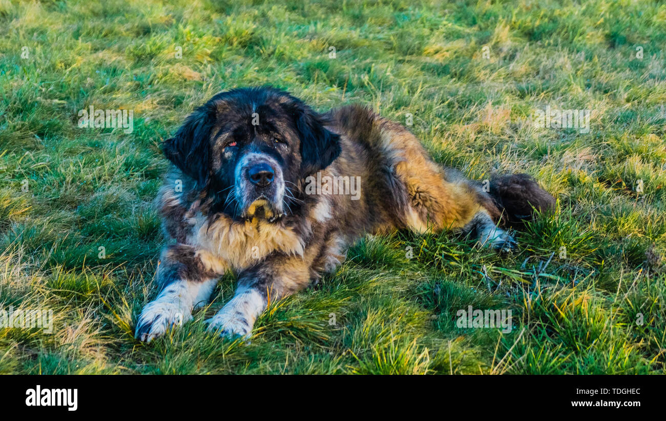 Pastore del Caucaso cane nel campo con erba verde Foto Stock