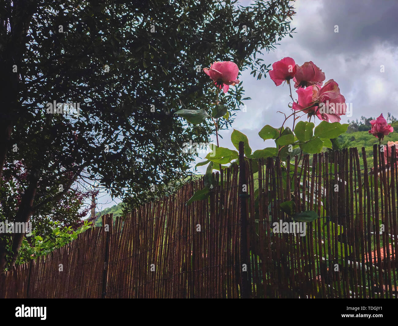 Le rose rosa su un rustico in legno siepe di vimini, sfondo vintage Foto Stock