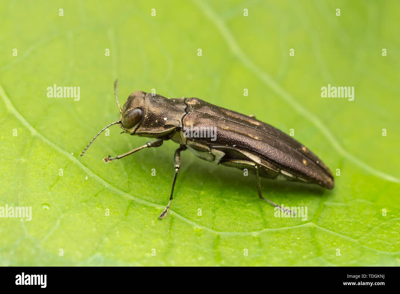 Metallizzate legno-noioso Beetle (Agrilus obsoletoguttatus) su un agrodolce orientali (Celastrus orbiculatus foglia). Foto Stock