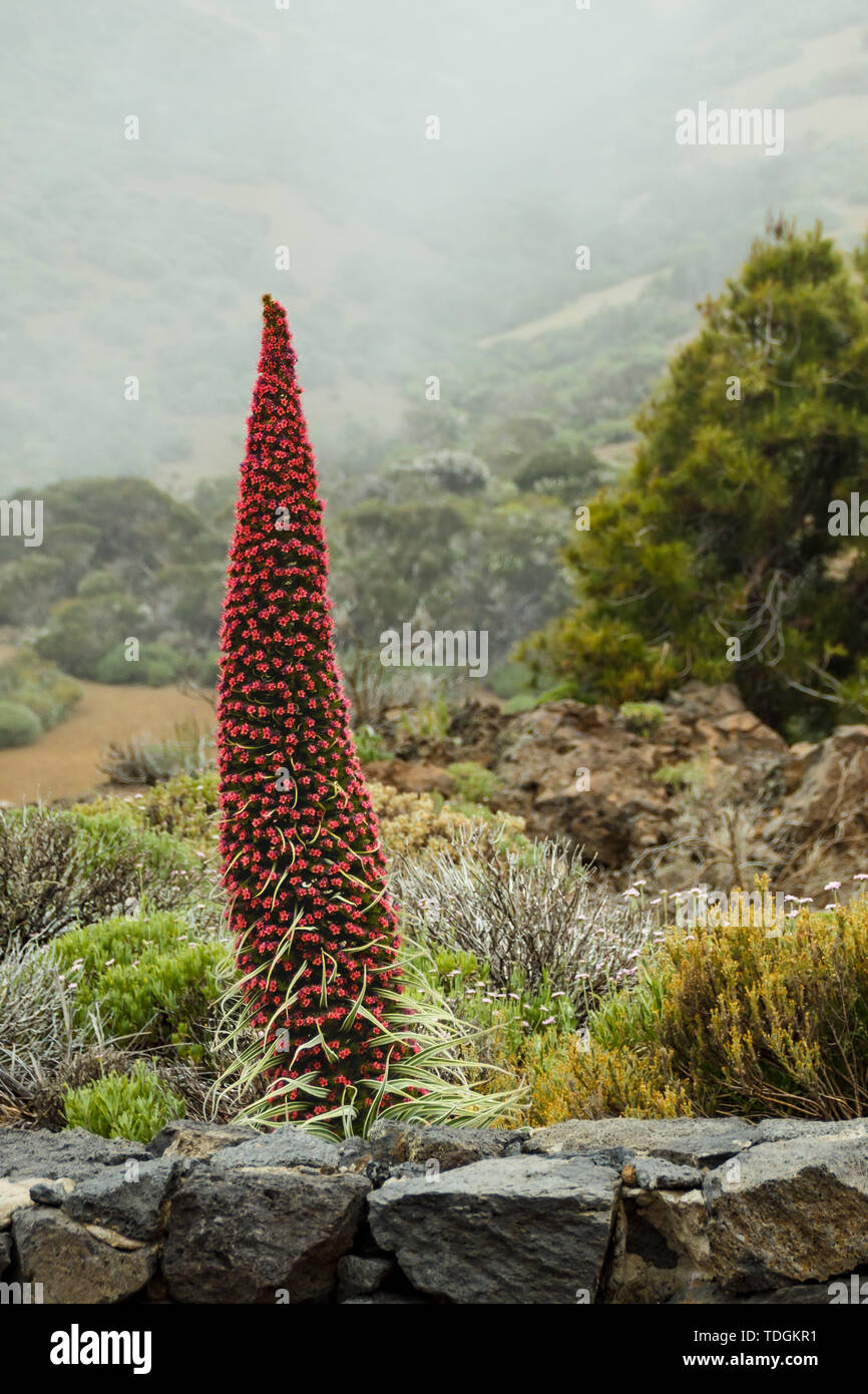 Wild endemica bel fiore Tajinaste rojo (Echium wildpretii) vicino alla linea della strada. Parco Nazionale del Teide, Tenerife, Isole Canarie, Spagna. Foto Stock