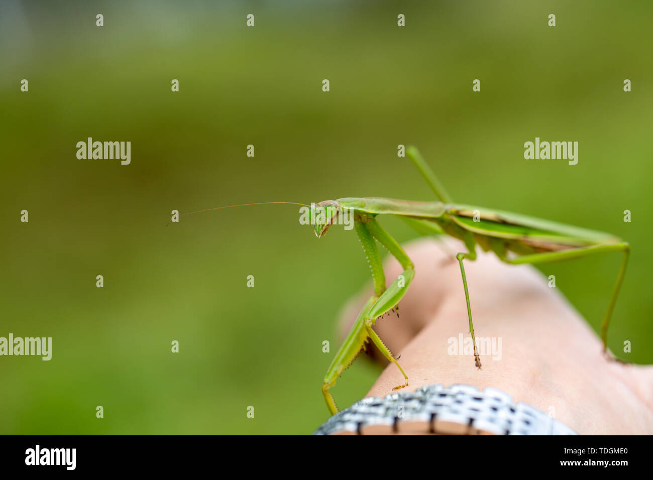 Mantis. Foto Stock