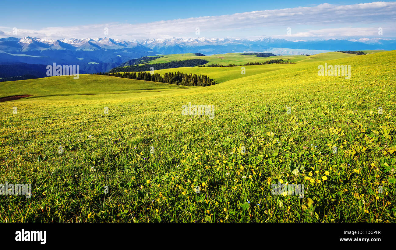 Il paesaggio della prateria Karajun in Yili, Xinjiang, è la stagione di fioritura di fiori da maggio a giugno di ogni anno. Foto Stock