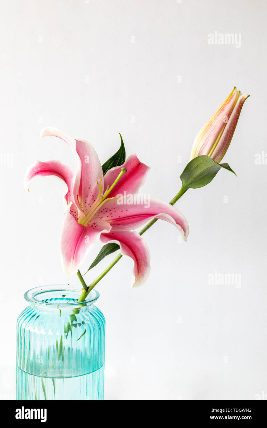 Lilies in vaso blu su sfondo bianco Foto Stock