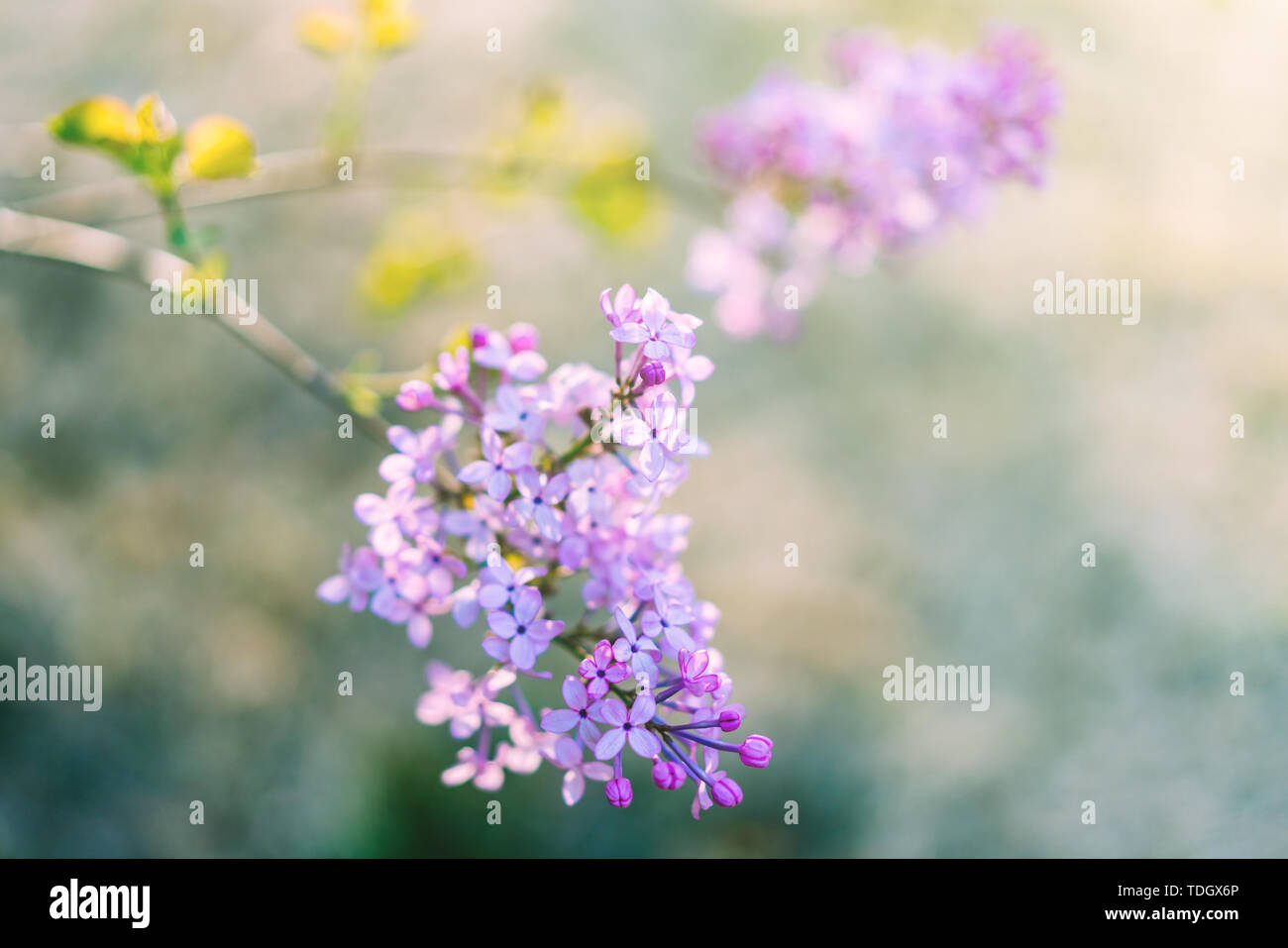 Un lilla aperto in primavera. Foto Stock