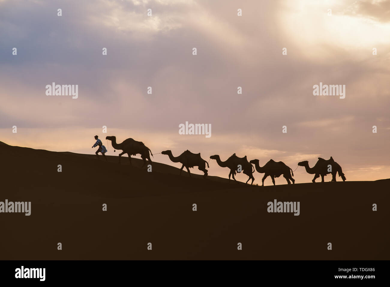 Un team di cammelli nel deserto sotto il magnifico cielo. Foto Stock