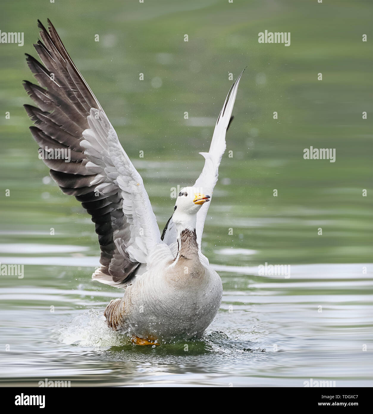 Mondo Animale Elf Foto Stock