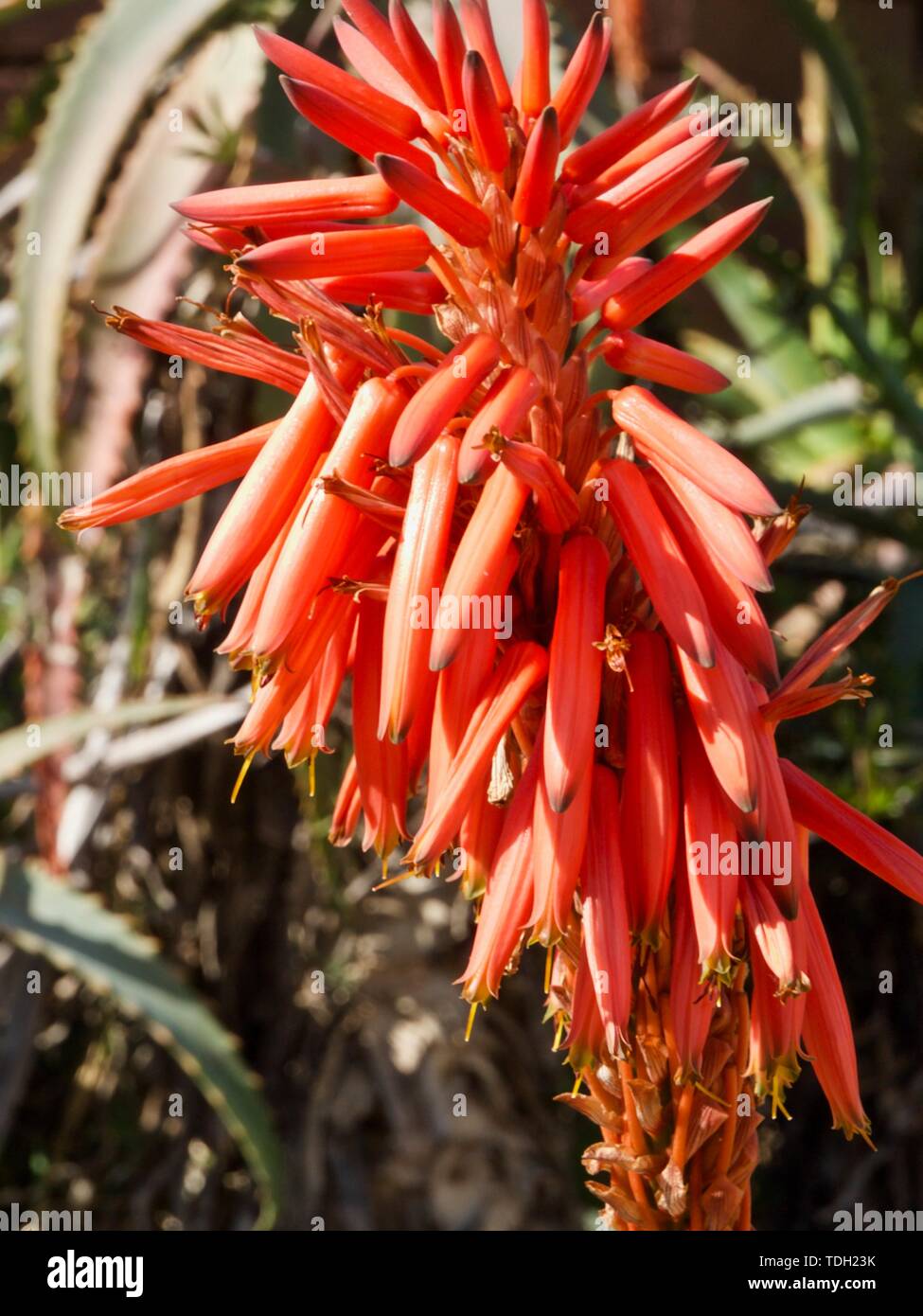 Macro di un Agave cactus blossom in rosso Foto Stock