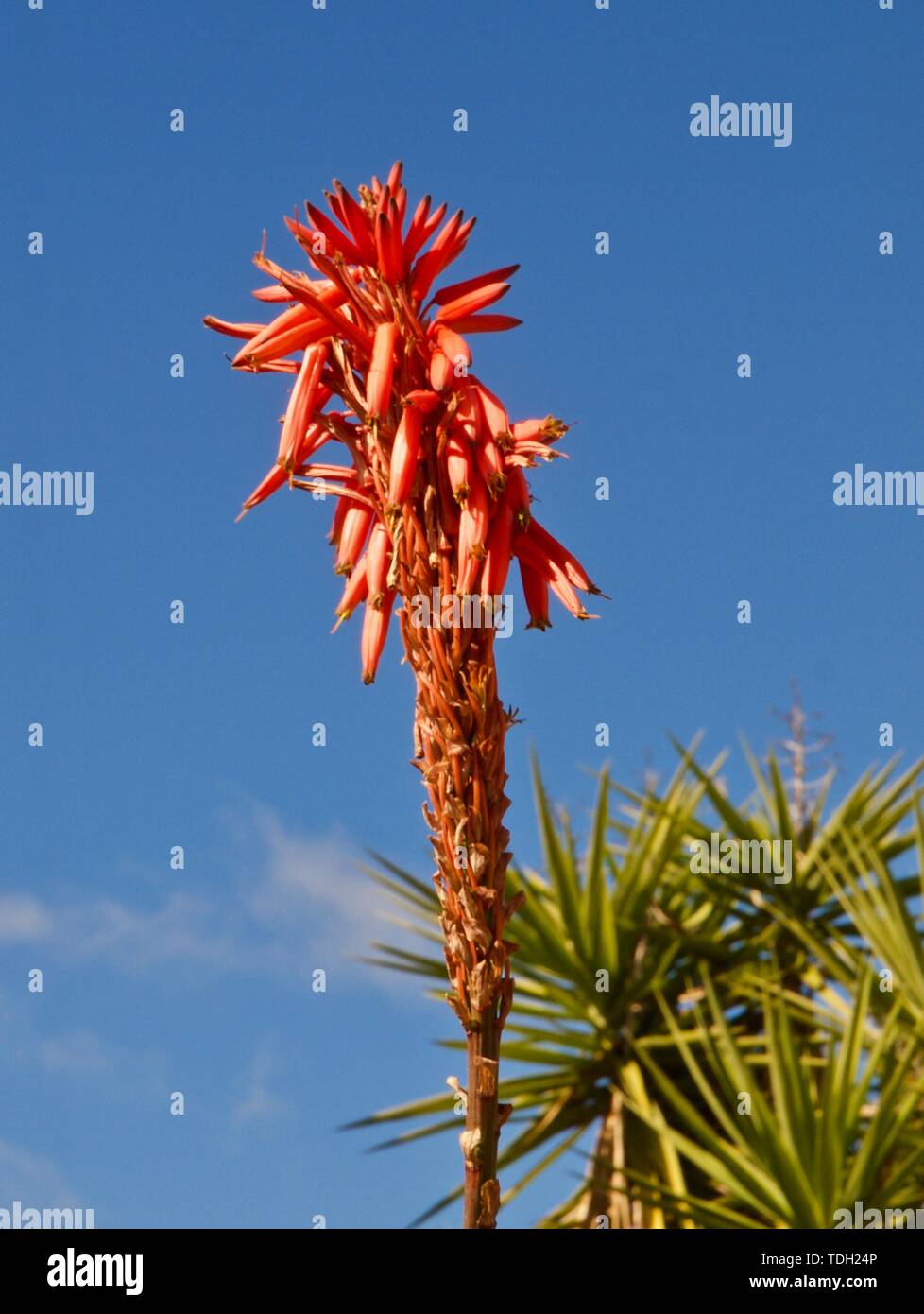 Macro di un Agave cactus blossom in rosso Foto Stock