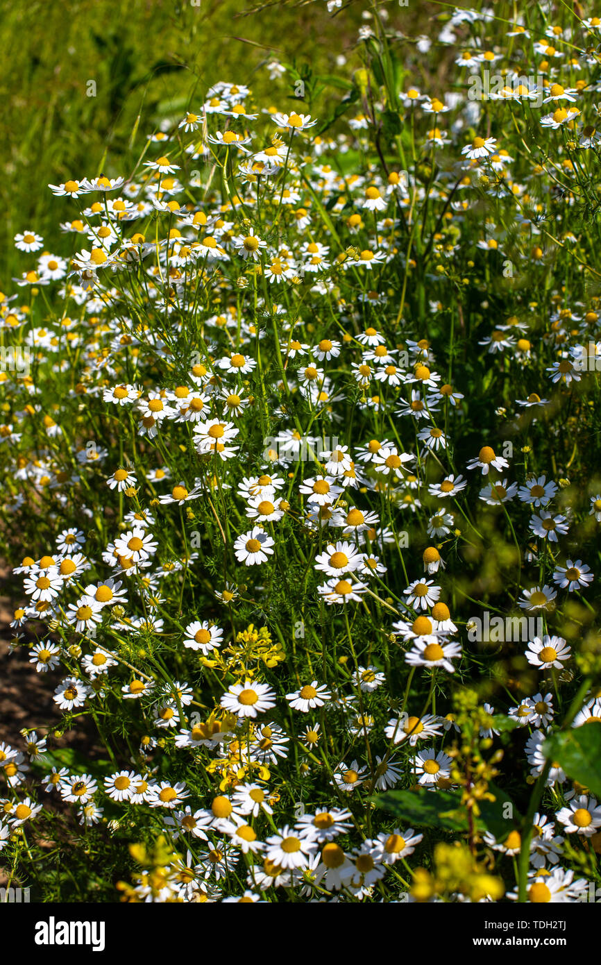 Bush fiori margherite. La camomilla closeup su un campo sfocata sullo sfondo. Prato estivo su cui fiori crescono di close-up. Foto Stock