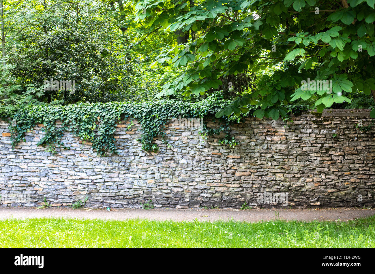 Muro di pietra ricoperta di vegetazione. Il verde folto dietro la parete. Il percorso lungo la parete fra il verde abbondante. Recinzione in pietra in stile medievale. Foto Stock