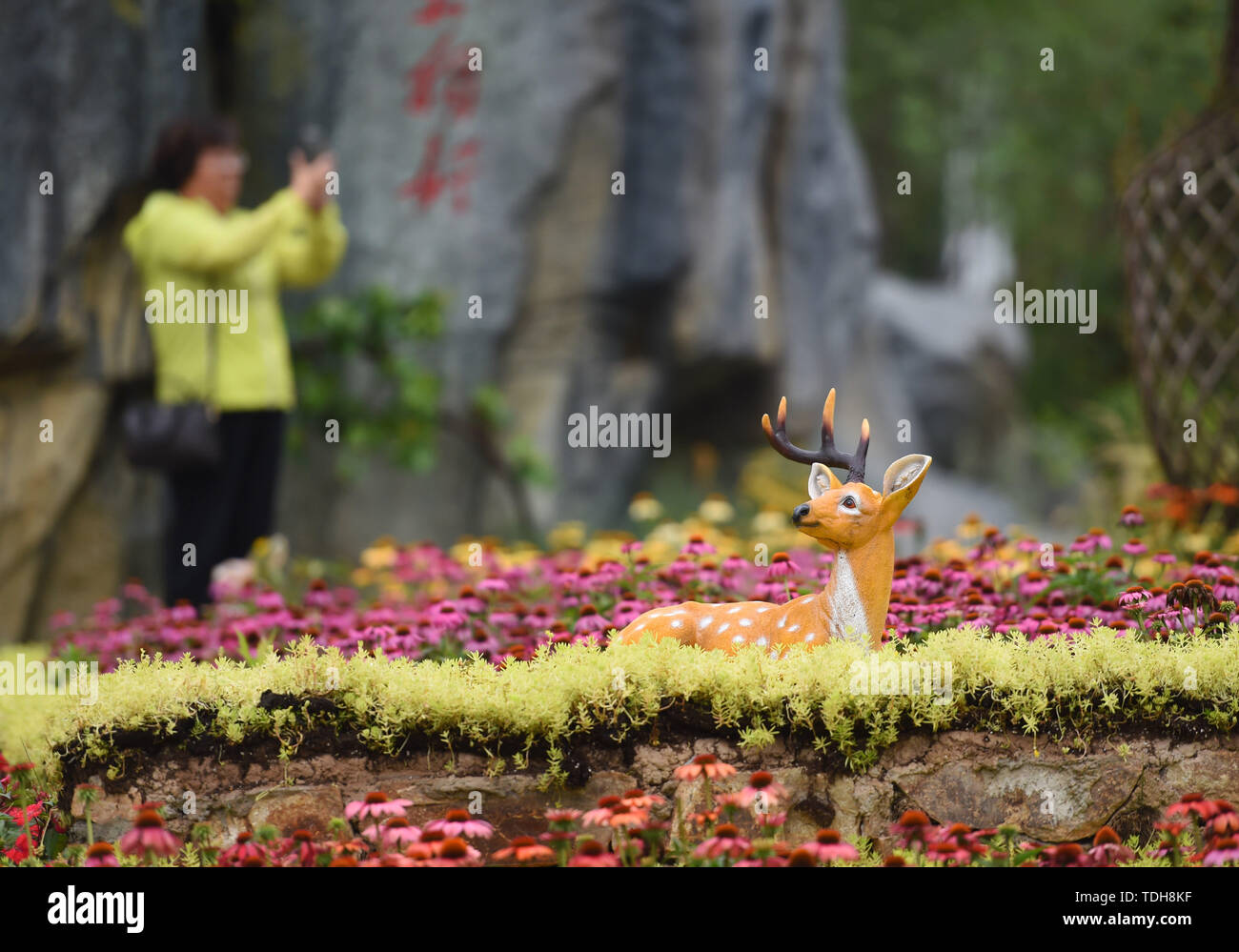 Pechino, Cina. 16 Giugno, 2019. Un turista prende le immagini del Jiangxi giardino nel corso internazionale di Pechino mostra orticola in Pechino, capitale della Cina, 16 giugno 2019. Il Jiangxi evento della durata di un giorno è iniziato qui di domenica. Credito: Ren Chao/Xinhua/Alamy Live News Foto Stock