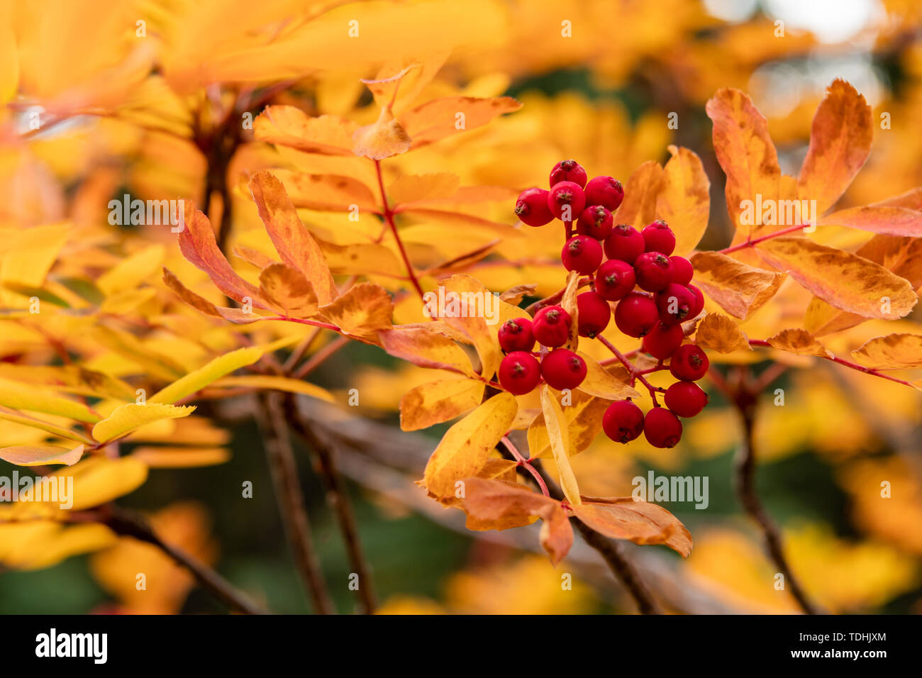 Bacche rosse su Sitka Spruce Albero in autunno Foto Stock