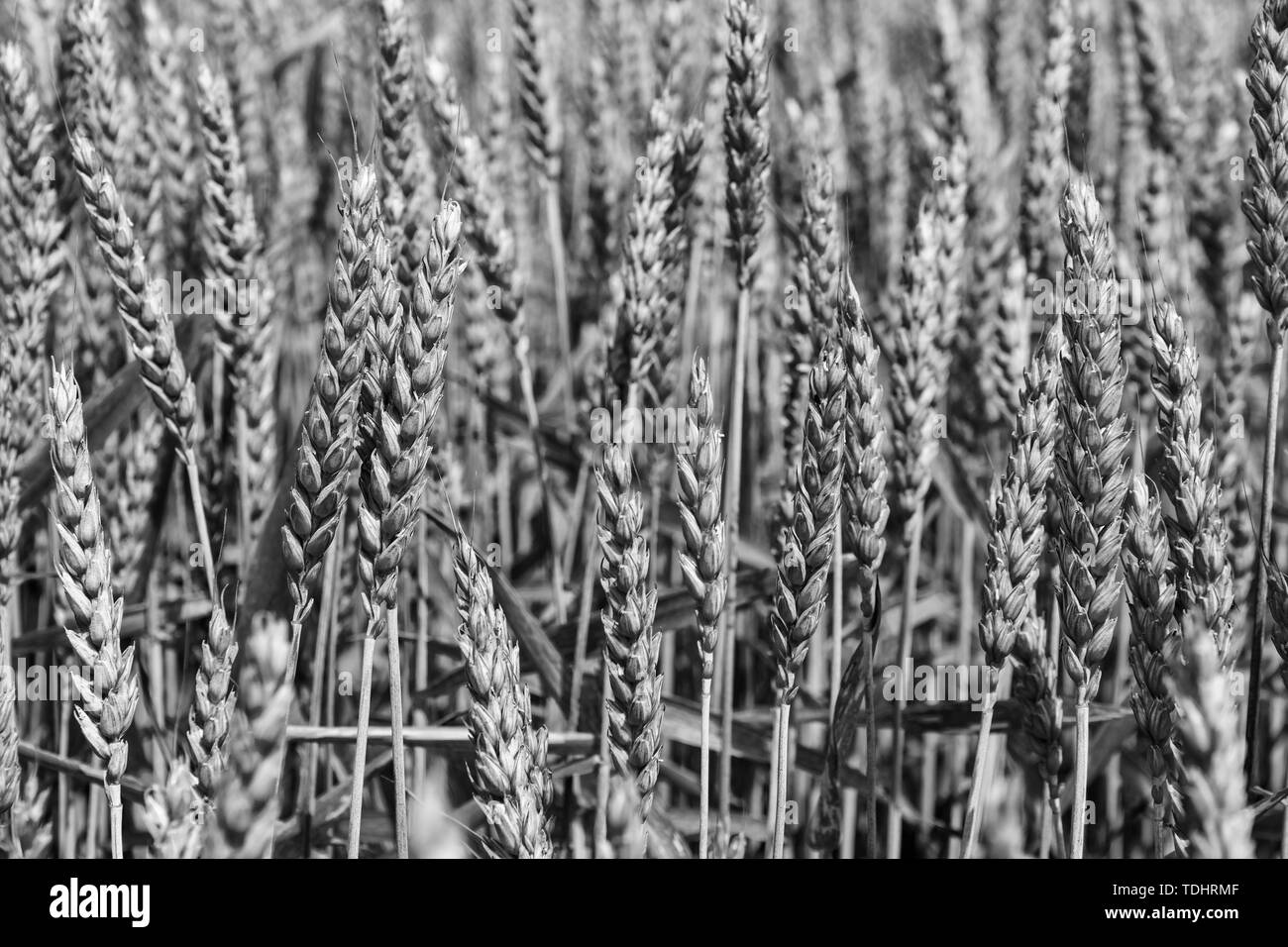 La maturazione della granella sul campo su un soleggiato giorno chiaro. Le orecchie piena di granella in una succosa di colore verde ondeggiano al vento sotto i raggi del sole. Foto Stock