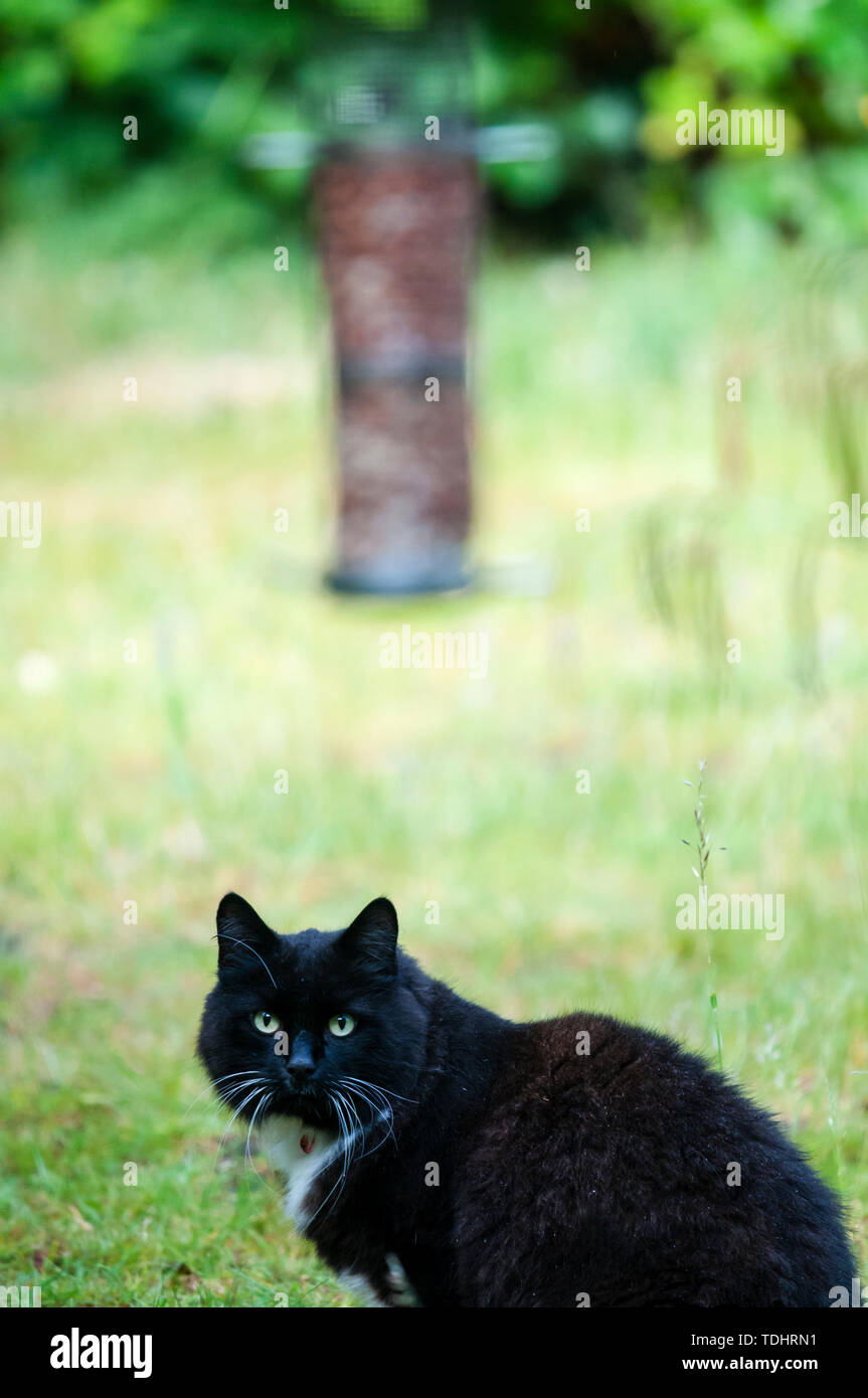 Il Pet cat staring al bird feeder, in attesa di uccello a terra. In un giardino suburbano. Foto Stock